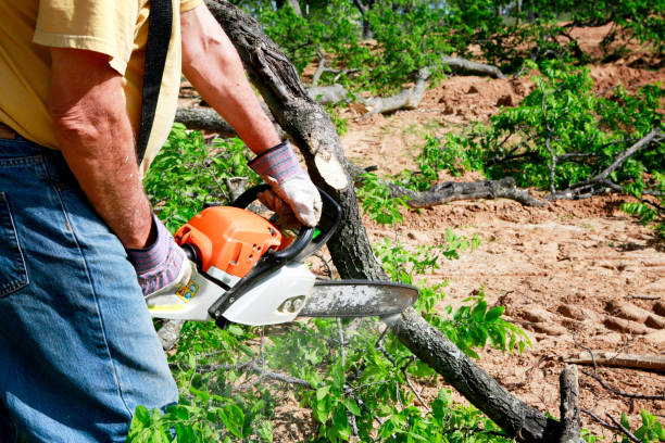 Best Stump Grinding and Removal  in South Duxbury, MA